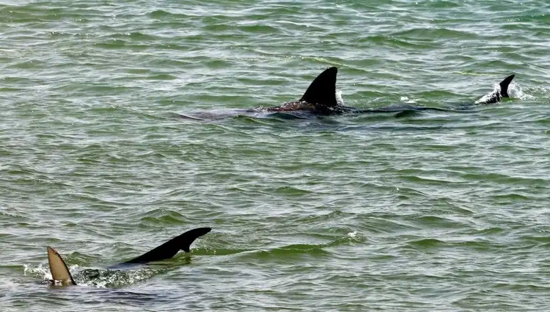 Sosyal Medya ve Ünlüler, Köpekbalığı Saldırılarını Artırıyor mu?