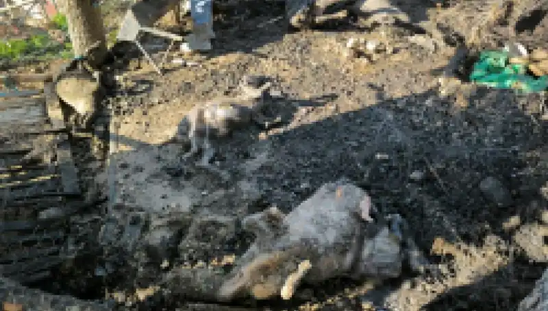 Ağıldaki Yangın Faciası: 11 Hayvan Can Verdi, İşletme Büyük Zarar Gördü