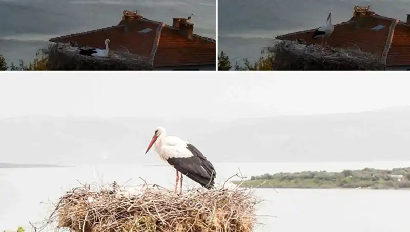 Yaren Leylek ve Deprem: Doğa'nın Gizemli İşaretleri Neler?