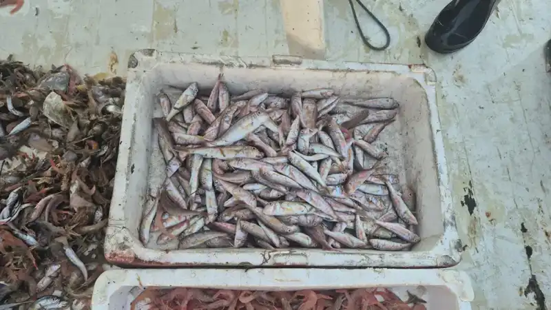 Denizden Taze Balıklar: Limanda Yeni Sezon Heyecanı Başladı