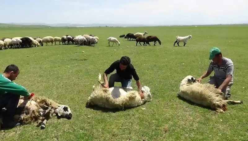 3370 Metrede Koyun Kırkma Heyecanı: Alpler’deki Geleneksel Festivaller Çalışıyor