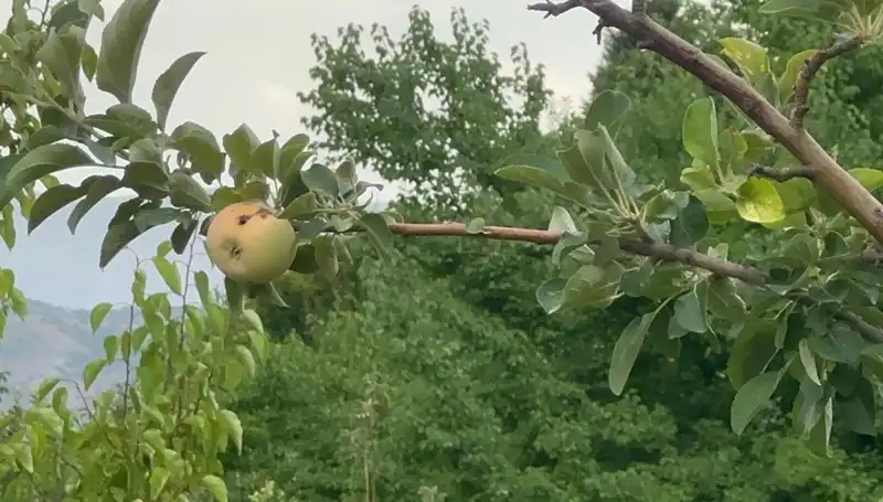 Yüzyılın Don Olayı: Çiftçilerin Umutlarını Bitiren Çürük Elma