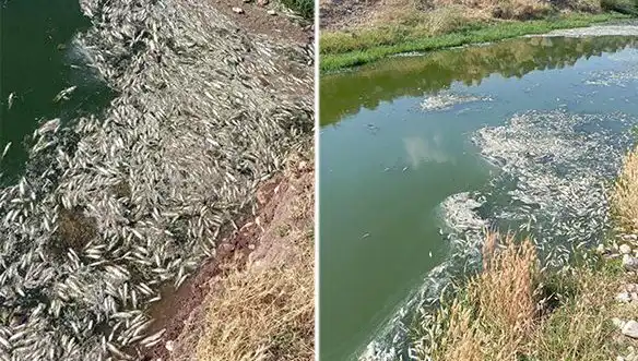 Karasu Çayı'nda Balık Ölümleri Şok Etti: İnceleme Başlatıldı