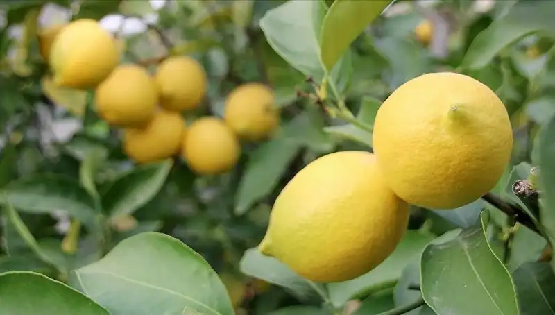 Sonbaharda Limon Fiyatları Uçtu! Tek Adet 24 Lira Oldu!