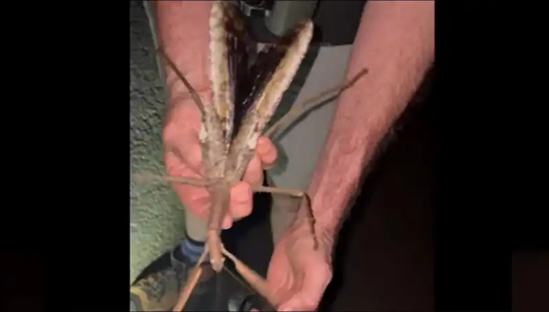 Avustralya’da 44 Gram Ağırlığındaki Dev Çekirgenin Heyecan Verici Keşfi