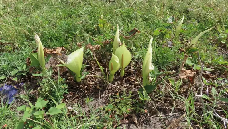 Türkiye’nin Unutulmaz Lezzeti Tirşik: Koruma Altına Alınması Gereken 13 Tür