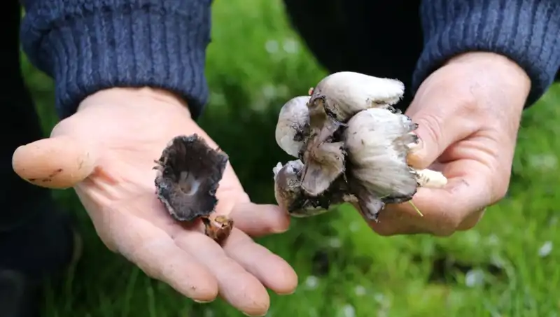 Türkiye’nin Doğal Zenginlikleri: 40 Tür Bilen Bitkiler Tehlike Altında!