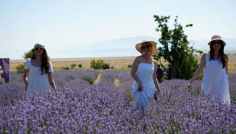 Göl Manzaralı Bahçede Mor Renkli Hasat Zamanı
