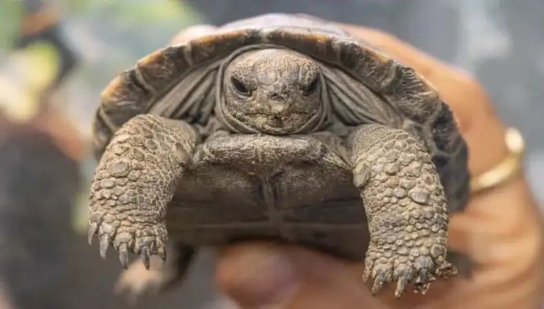 100 Yaşında İlk Kez Ebeveyn Olan Kaplumbağalar: Nesli Tükeniyor!