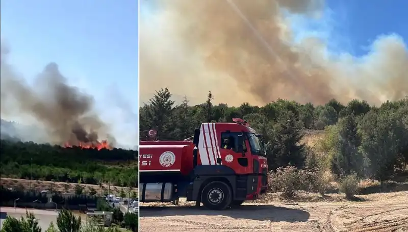 Gebze’deki Orman Yangını: Doğa ve Hayvanlar Tehdit Altında!
