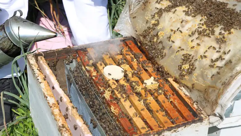 Genç Arıcının Başarısı: Yurt Dışından Sipariş Alan Ata Mesleği